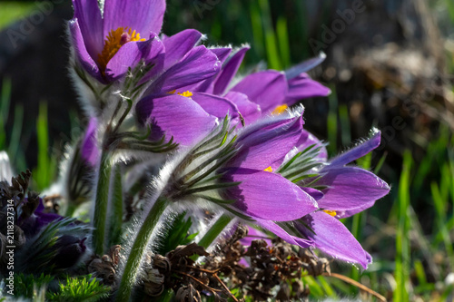 Purple Pasque flowers Pulsatilla vulgaris blooming in spring garden