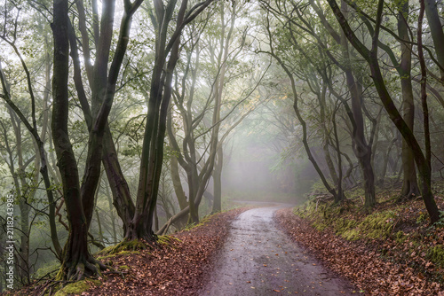 фотографія Moss covered beech trees lining a foggy woodland lane in soft autumn light with