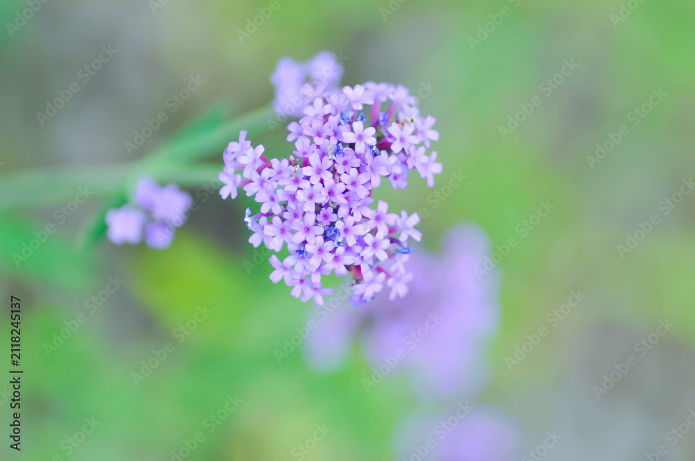 Obraz premium Verbena bonariensis or Vervain or Verbenaceae or Verbena officinalis or purple flower or purpletop vervain