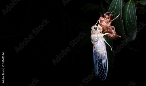 Canvastavla A freshly molted cicada resting on green leaves with fully expanded transparent wings