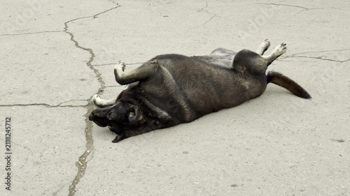 A carefree dog rolls blissfully on its back across a wide, cracked asphalt ground. The happy animal enjoys a peaceful and trusting moment of complete relaxation.