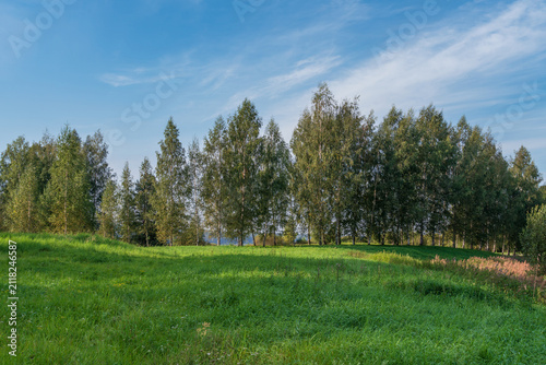 Konstfotografi Birch alley on the shore of Gannibal Pond in the Petrovskoye Estate of the Pushk