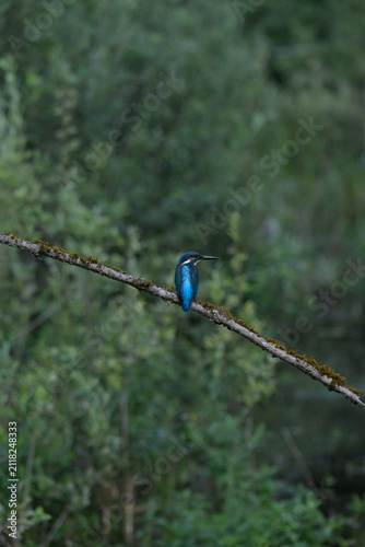 Alcedo atthis  nikon z9 slovenia