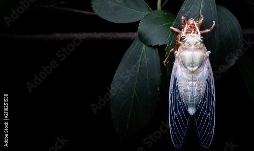 Cuadro en lienzo A freshly molted cicada resting on green leaves with fully expanded transparent wings