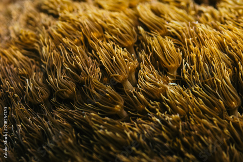 Foto A close-up underwater macro photograph of dense golden brown branching sea anemone tentacles expanding gracefully on a tropical ocean seabed, highlighting marine biodiversity