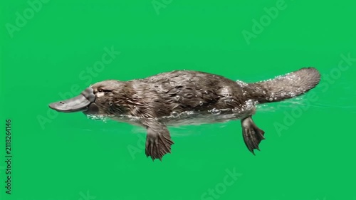 A Platypus Swims Gracefully in Clear Water on a Green Background.