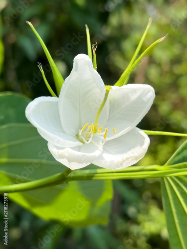 Принти на полотні Elegant white bauhinia flower with delicate petals and yellow stamens blooming in natural garden