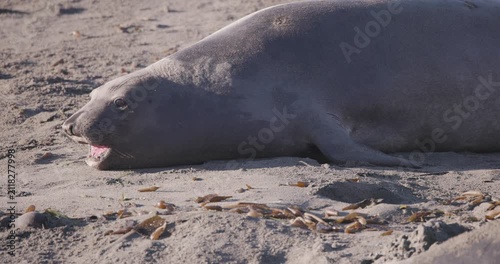 Profile of Female Elephant Seal Calling