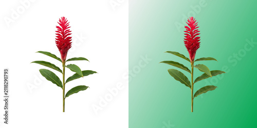 Konstfotografi Red ginger flower isolated stem in transparent background