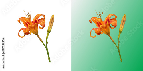 Bild auf Leinwand Vibrant orange daylily flower with bud isolated in transparent background