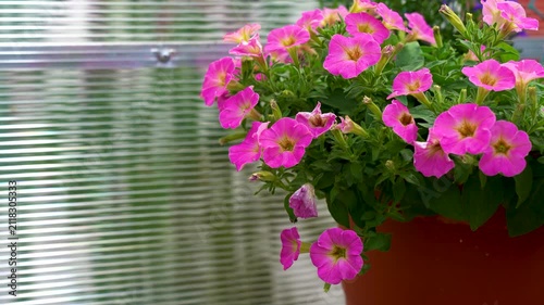 Vibrant Cluster of Pink Petunias in a Greenhouse Setting, Showcasing Their Delightful Blooms Against a Reflective Background
