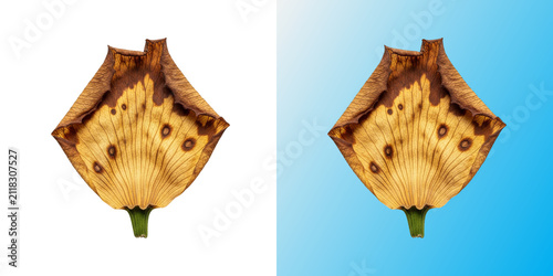 Dried autumn flower petal in transparent background for autumn design