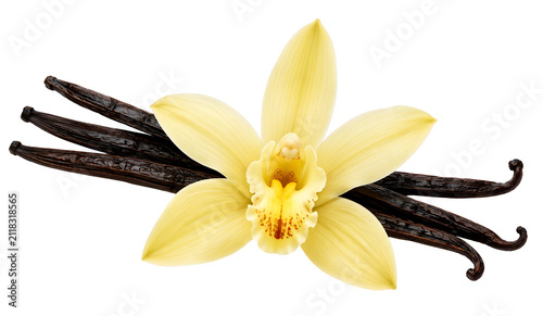 Fresh Vanilla Orchid Blossom with Vanilla Pods Isolated on White Background, Natural Botanical Floral Concept