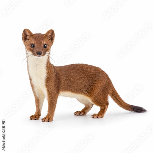 Wild Weasel Standing Isolated on White Background