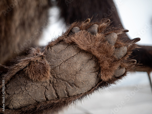 Foto Macro close-up of a taxidermy brown bear paw with large claws, textured paw pad and detailed fur