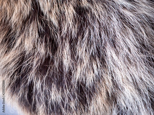 Canvastavla Macro close-up of preserved brown bear fur showing natural texture, color variation and dense coat