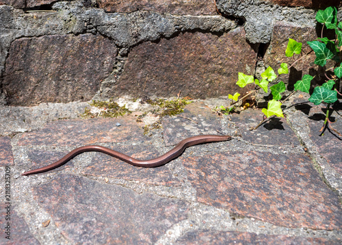 Photography Slow worm (Anguis fragilis), a legless lizard basking on a sunlit stone path