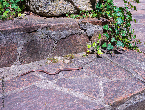Photography Slow worm (Anguis fragilis), a legless lizard basking on a sunlit stone path
