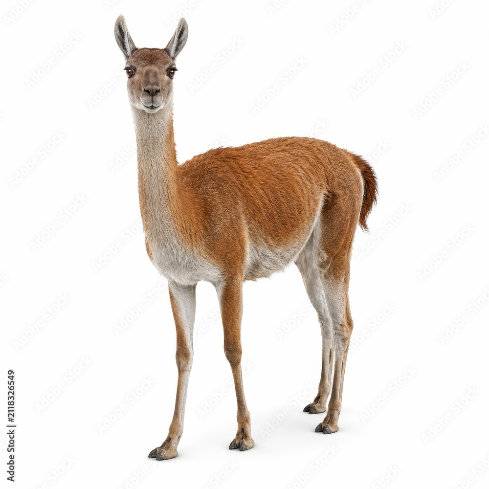 Fototapeta premium Llama Standing Isolated on White Background