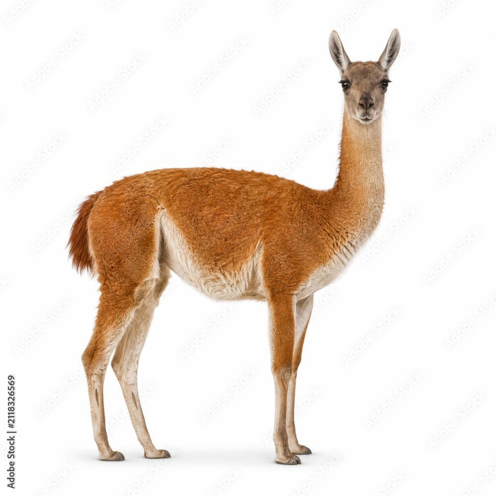 Obraz premium Llama Standing Isolated on White Background