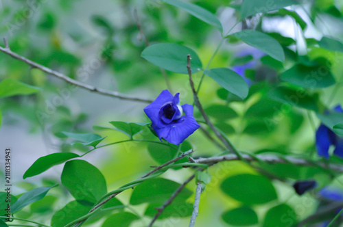 фотографія butterfly pea , blue pea flower or Clitoria ternatea L or purple flower
