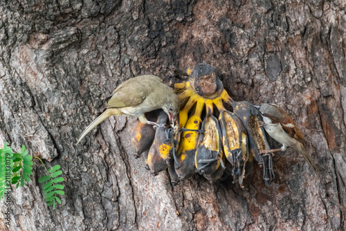 Konstfotografi Streak eared bulbul sparrow feeding ripe bananas attached to tree bark highlight