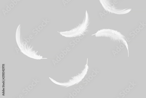 White Bird feathers falling in the air. fluffy downy. feathers on gray. symbol of freedom and peace. softness of feathers falling in heavenly.	
