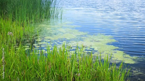 Tall green grass grows along the edge of a calm blue lake with algae and lily pads