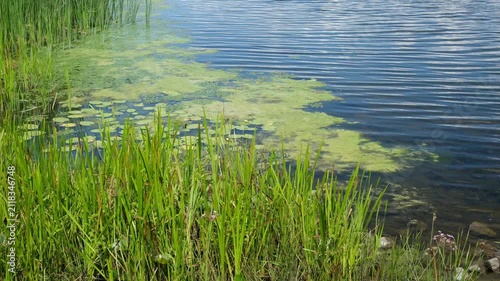 Green reeds grow along the edge of a calm lake with algae patches
