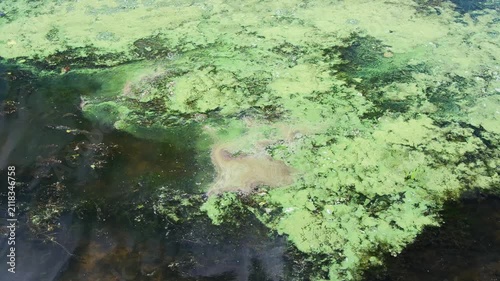Green algae floating on dark water surface