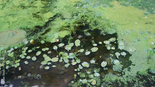 Water surface with lily pads and green algae growth
