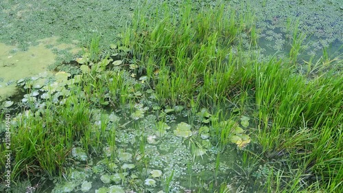 Tall green grass and aquatic plants growing in a shallow pond