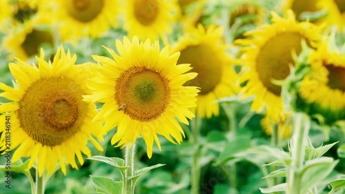 Field of sunflowers with a bee collecting nectar