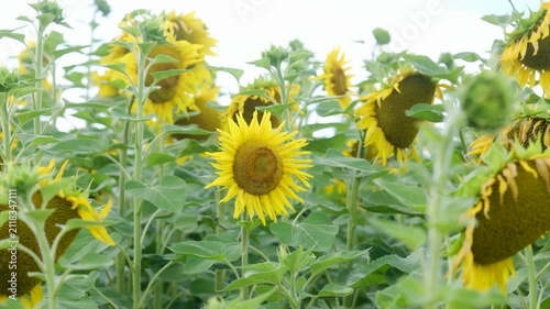 Sunflowers grow in a field under a bright sky