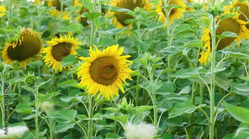Field of sunflowers with green stems and leaves on a clear day