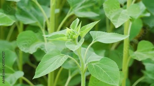 Young sunflower plant with closed bud and green leaves in a field