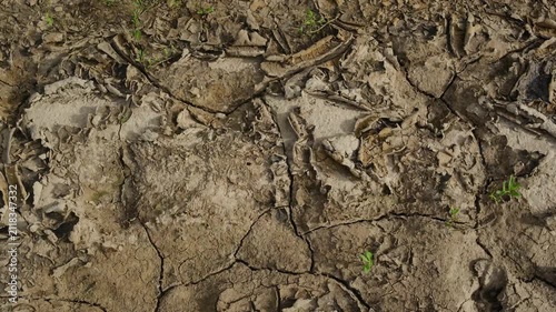 Dry cracked earth with small green plants growing