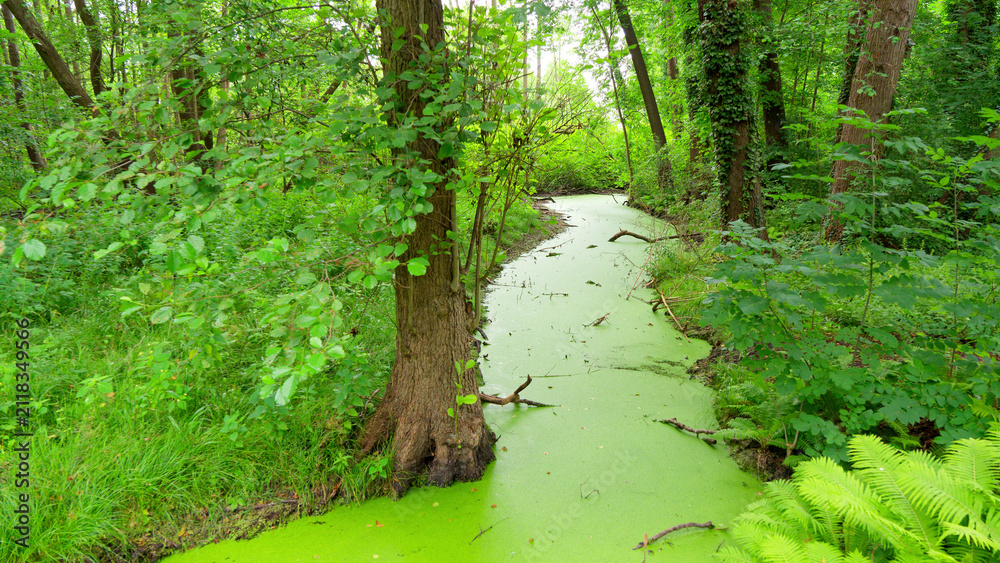 Fototapeta premium Am grünen Fluss
