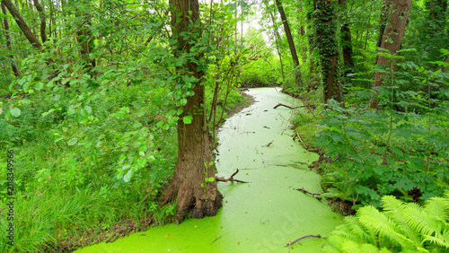 Am grünen Fluss