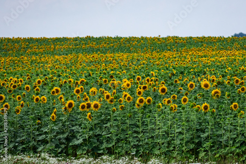 Foto Sunflower heads rise in layered bands of green and gold across rolling farmland