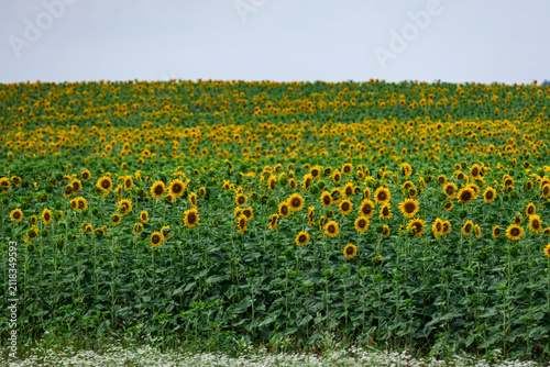Принти на полотні A thriving sunflower plantation stretches toward the horizon with dense blooms s