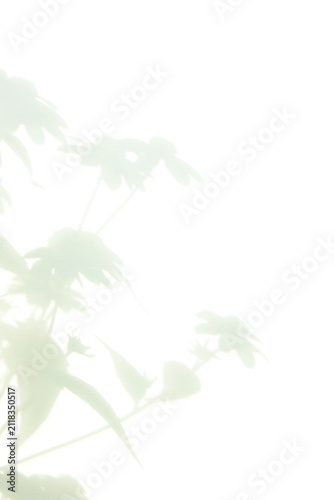 soft colors paper background with flowers shadows, natural sunlight