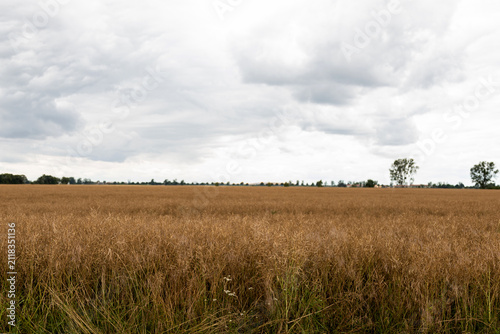 Dried Canola Seed Pods in Agricultural Landscape