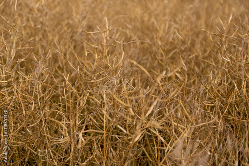 Dry Rapeseed Plants in Agricultural Field After Harvest