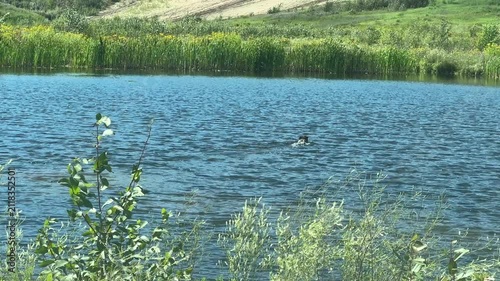 A Dog Swimming Around in a Peaceful Lake on a Beautiful Summer Day