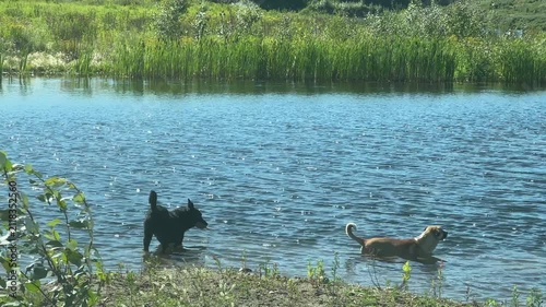 Dogs Enjoying Nature and having fun in a Peaceful Pond on a Sunny Summer Day