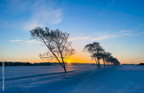Foto Winter Trees Standing in a Snowfield Under Morning Light