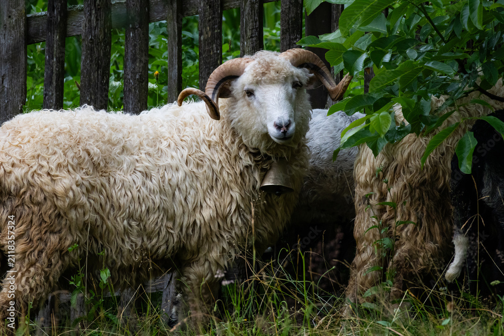 Obraz premium Horned ram with shaggy fleece stands by a rustic wooden fence A metal bell hangs at its neck as the sturdy sheep pauses in the green shade of a quiet farm corner