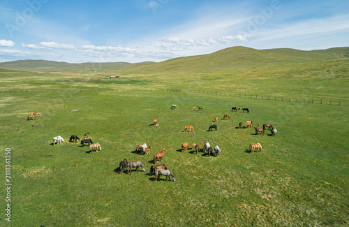 Photography Herd of diverse horses grazing peacefully on sprawling green plains framed by ge