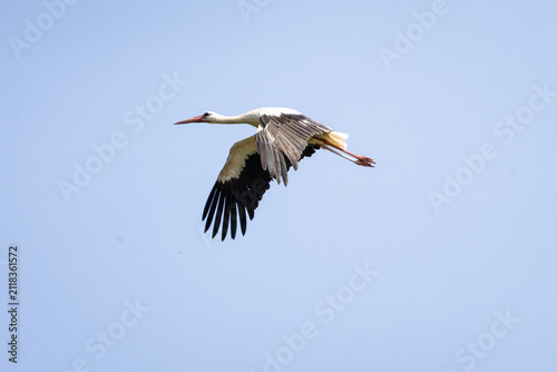 Cuadro en lienzo White stork glides across a clear blue sky with wings fully spread and legs extended